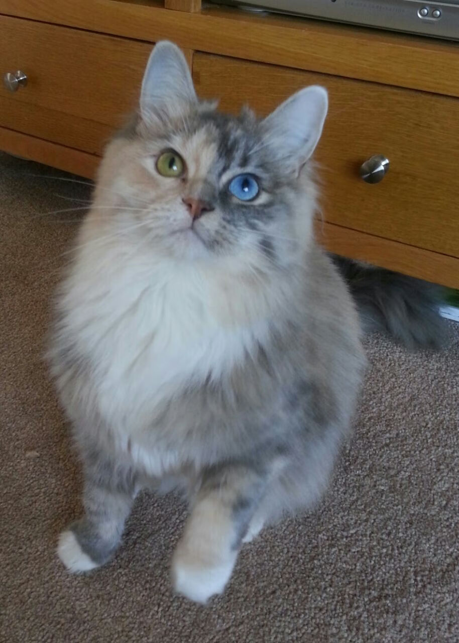 铁爪撕破北境寒夜，猛龙抢七踏平森林狼晋级之战