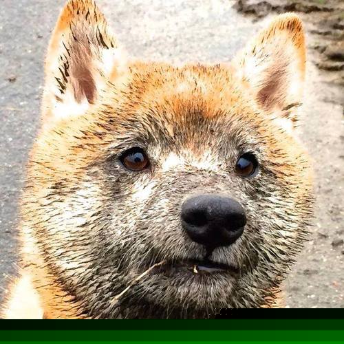 足坛史诗,阿克暗黑童话,摩纳哥雨夜终碎丹麦童话