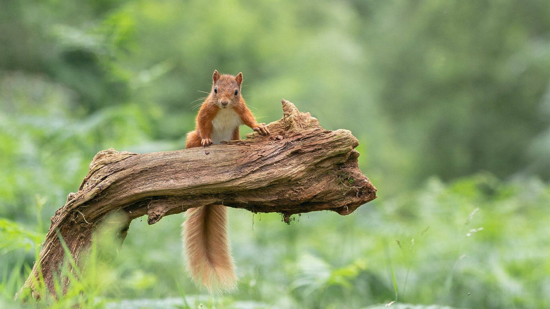 逆流而上,西决生死战之夜,拉梅洛如何成为全场唯一的答案