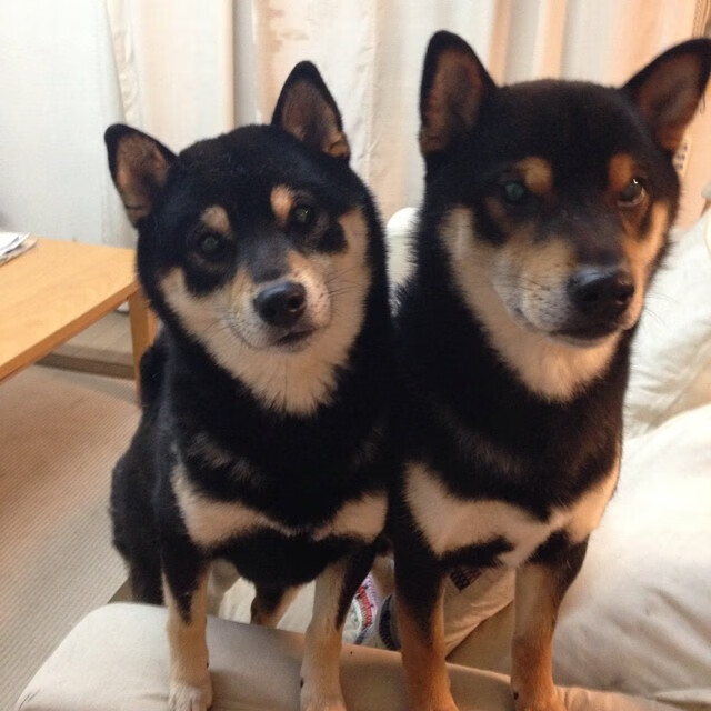 布伦森，在深圳对阵国王的虚拟战场，他是改写结局的破冰者