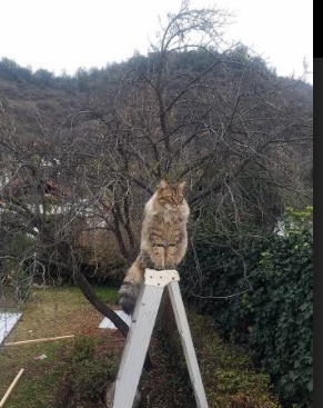 欧冠半决赛之夜，罗德里，那道划破喧嚣的唯一寂静