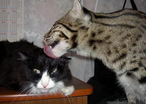 红龙噬日,当威尔士的锋刃收割比利亚雷亚尔的黄金梦想