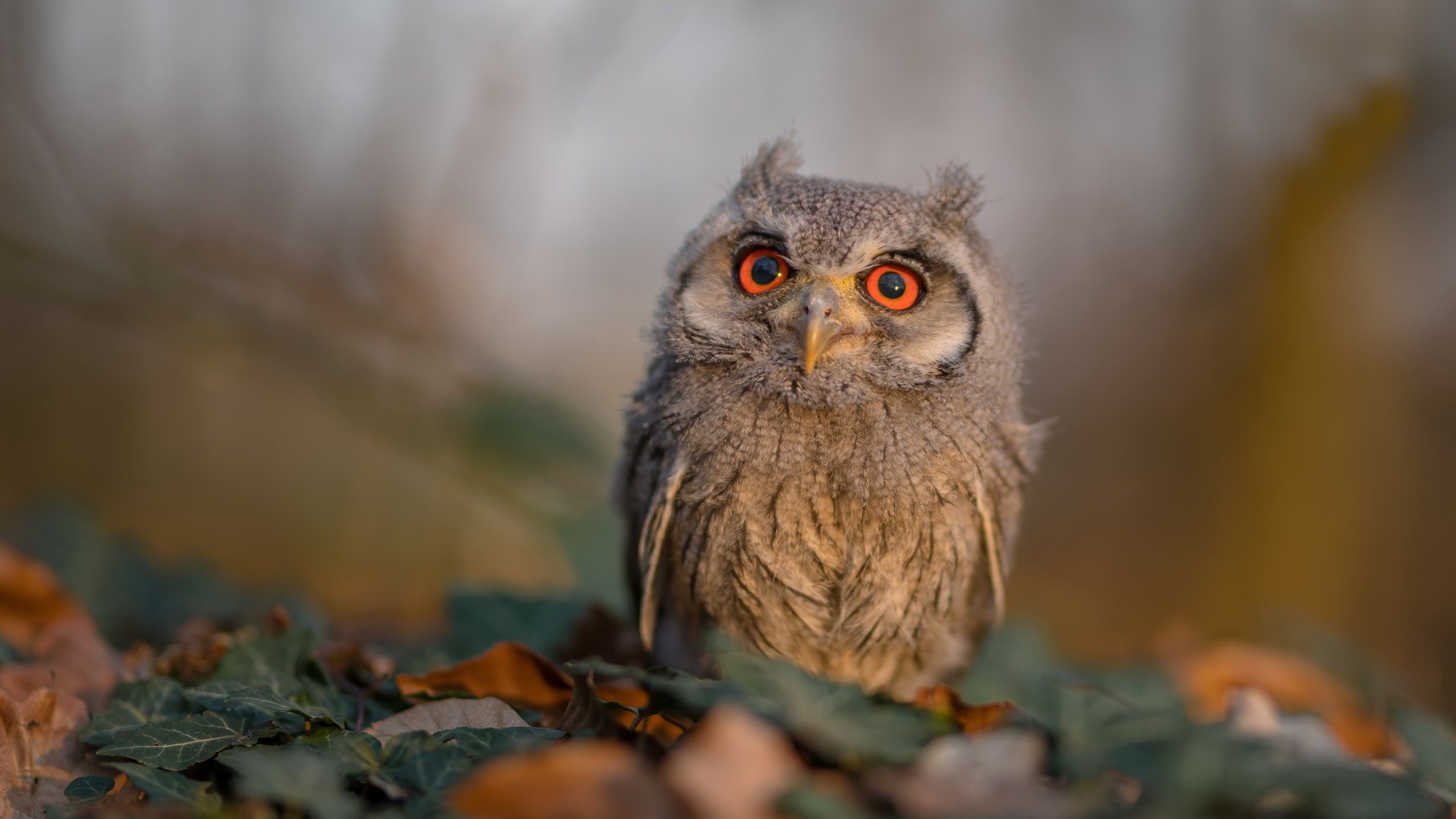 独舞拉满评分，合唱夺走胜利，布伦森个人封神夜难敌猛龙团队洪流