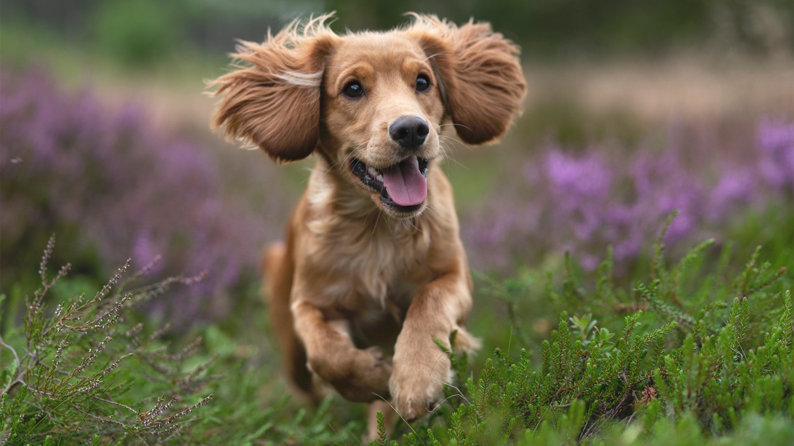 雷火电竞合作-焦点之战，克莱的无声正名，尼克斯的绝杀回响