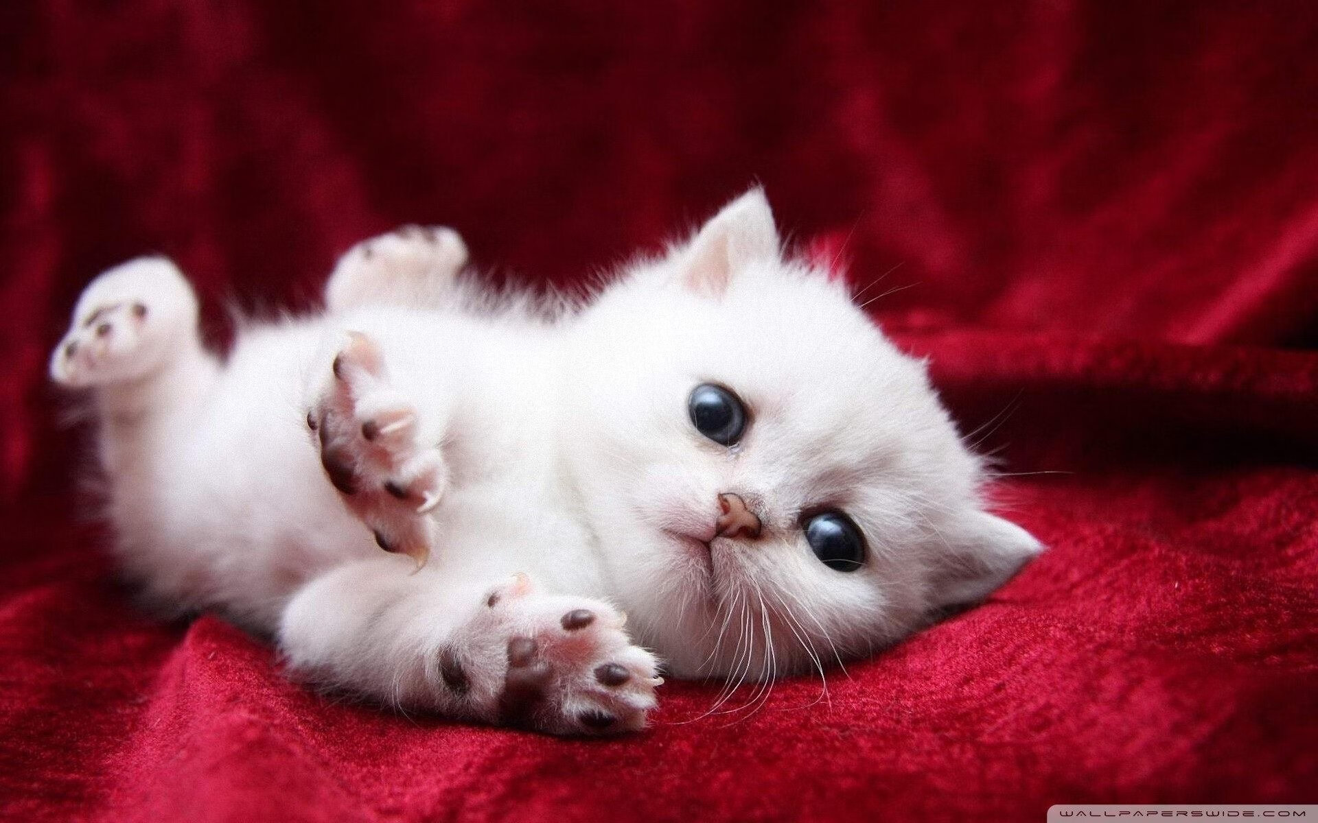 唯一性可能是一种诅咒，当切特轰下41+12，步行者却输给了国王