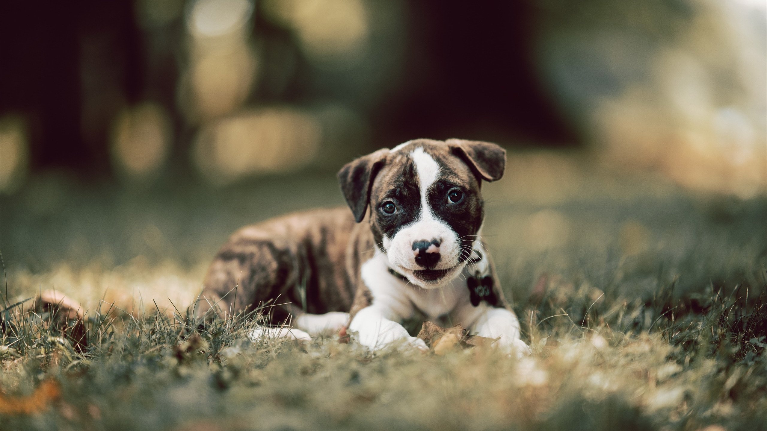 东决炼狱试金，浙江队疯狂得分潮压制黄蜂，关键焦点战悬念丛生