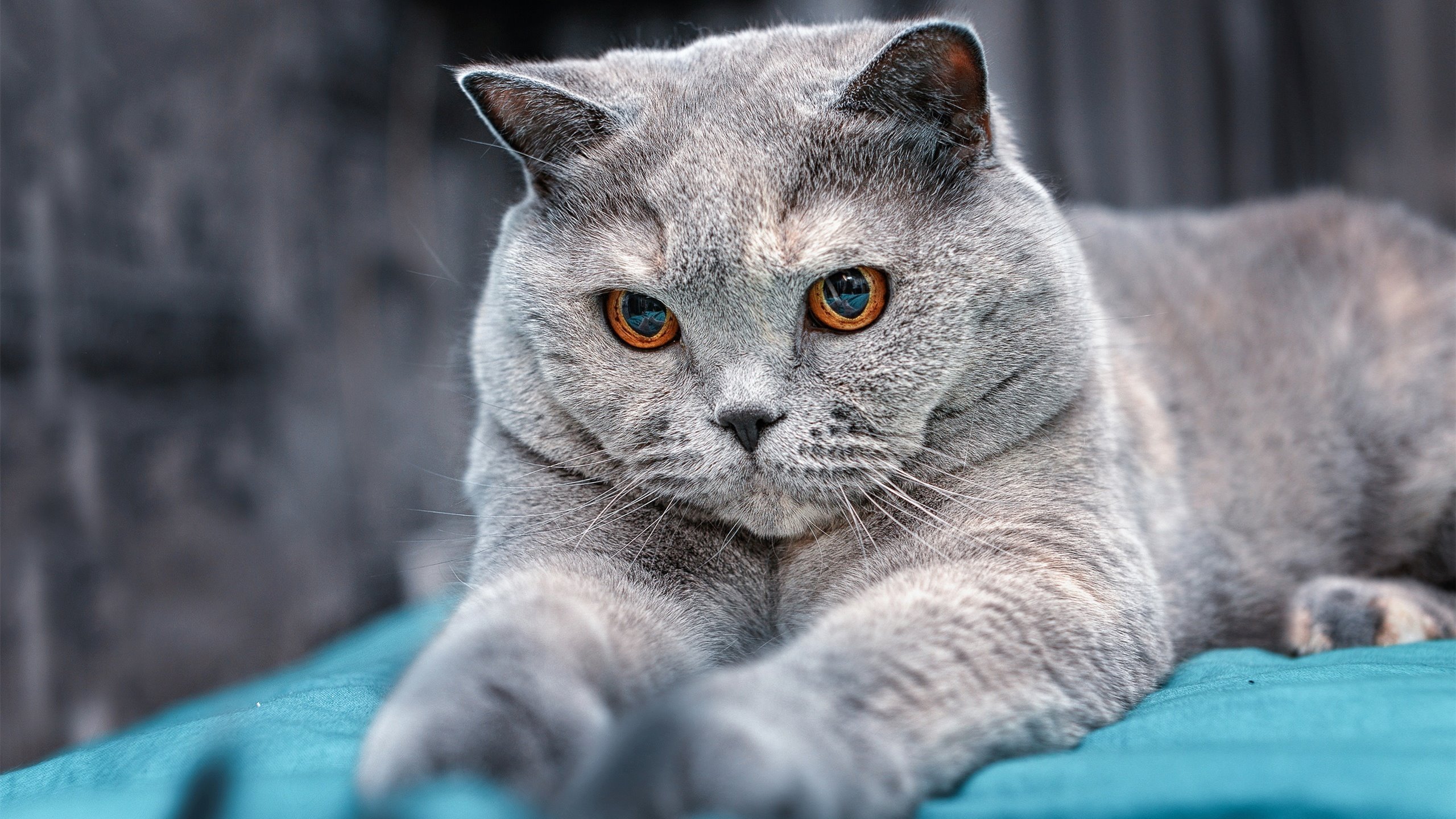 雷火电竞下载-保罗的双面人生，当鹈鹕掀翻马刺时，另一个保罗正在诺坎普接管国家德比